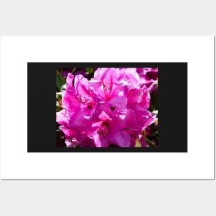 Pink rhododendron in full bloom Posters and Art